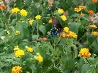 butterfly 5 